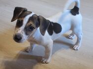 Jack Russell Terrier Welpen reinrassig - Kleinfurra