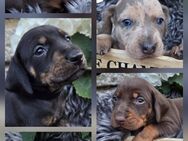 Bunte Mischung // Schweißhund-Dackel-Mix-Welpen - Heldrungen Zentrum
