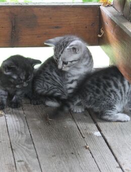 Kätzchen Kitten Katzenbabys - Kirchberg (Sachsen)