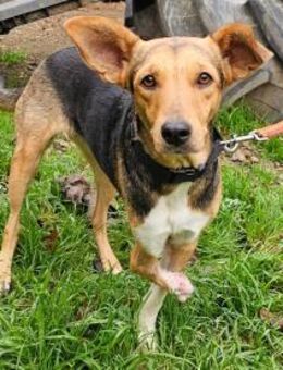 Lalla im Tierheim Sulzbach - Bad Vilbel