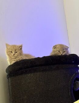 Bkh Kitten Auszugsbereit. (Abzugeben)Hobby Zucht - Kaltenkirchen