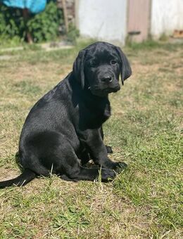 ERFÜLLEN SIE SICH IHRE GRÖSSTEN LEBENSTRÄUME: FAMILIENGLÜCK, HAUS UND HUND! - Lichtentanne