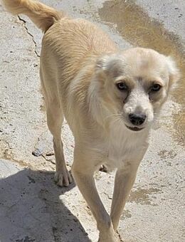FUNNY wünscht sich Liebe - Weilheim (Oberbayern)