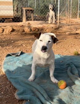 Xupito,kleiner Sonnenschein mit großem💞 - Völklingen