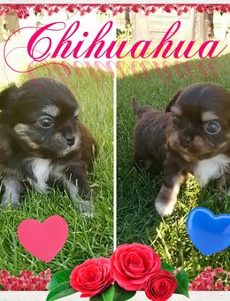 Chihuahua Welpen reinrassig LH - Dobbertin