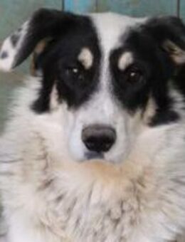 Milka ist eine Seelenhündin 🐾 - Elsdorf (Nordrhein-Westfalen)