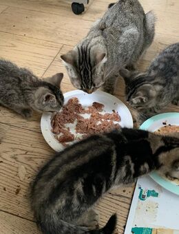 7 süße und liebevolle Kätzchen männlich und weiblich gemischte Rasse - Berlin Mitte