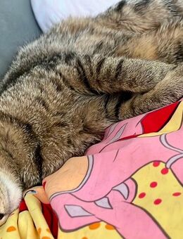 Katze Sky weiblich 1,5 Jahre alt - Berlin Spandau