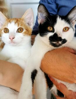 Zwei absolut liebevolle Familien - Katerchen abzugeben - Bad Liebenwerda