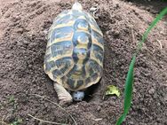 Griechische Landschildkröten Nachzuchten 2023 - Esslingen (Neckar)
