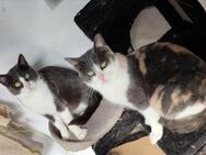 Tule & Tuna Happy Home gesucht - Bad Camberg