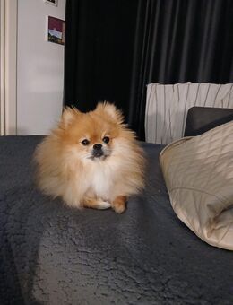 Boo Typ Pomeranian Hündin 1 Jahr alt - Hagen (Stadt der FernUniversität)