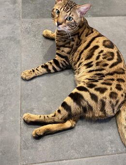 Liebevoller Bengal-Kater Mitsuo sucht neues Zuhause mit Herz und Garten - Rüsselsheim
