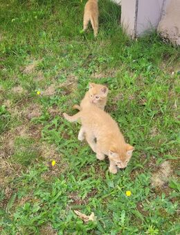 Katzenbabys abzugeben - Berg (Neumarkt)