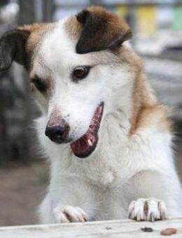 Dorian ist ein vorsichtiger Schatz! - Karben