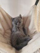 Britisch Kurzhaar Kitten. in 04600