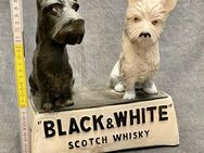 Black&White Scotch Whiskey Reklame Figur Vintage Gips Werbefigur 2 Terrier - Köln