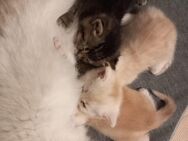 BKH Mix Kitten, Babykatzen, 3 Jungs - Villingen-Schwenningen