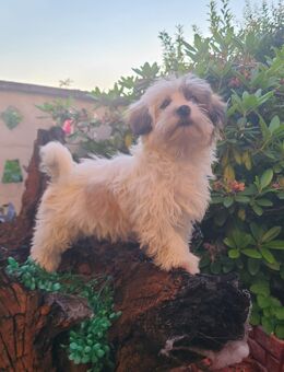 Shih Tzu - Phalené Welpen - Belgern-Schildau