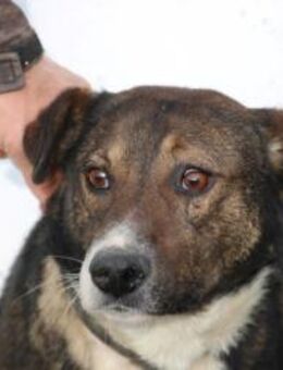 Arun - sehr verschmust u. angenehm - Lohra