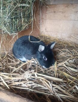 Farbenzwerg, Zwergkaninchen, Zwerghase, Rammler abzugeben! - Frauenstein Zentrum