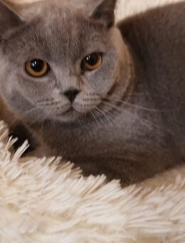 Reinrassiger BKH Kater - Berlin Reinickendorf