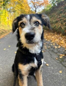 Dexter wartet auf sein Gegenstück - Gerlingen