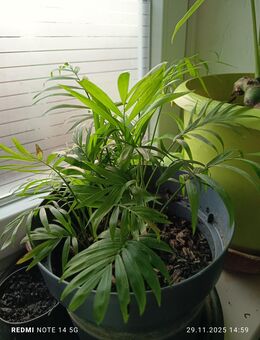 Verschiedene Pflanzen Bergpalme Bogenhanf - Hamburg