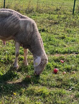 Merinolandschafbock - Werneck