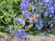 Großer Ehrenpreis (Veronica teucrium) - Horgenzell