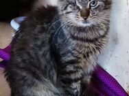 Schmusige Adora sucht passendes Zuhause - Margetshöchheim