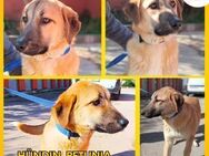 Petunia Kangal Mischling Hündin Junghund - Margetshöchheim