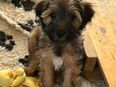 Tibet Terrier Welpen 12 Wochen alt mit Ahnentafel in 46509