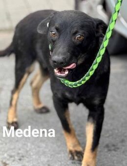 Medena sucht ein Zuhause - Linden (Hessen)