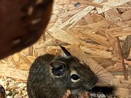 Degu, w 1,5Jahre sucht neues Zuhause - Ravensburg