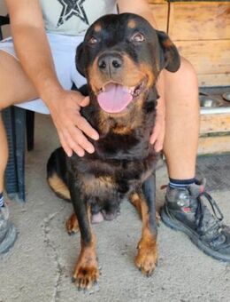 Rottweiler-Lady ♥Lala♥ liebevolle Hündin - Hamburg