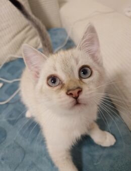 Katzen, Baby Katzen, Kitten - Schwerte (Hansestadt an der Ruhr)