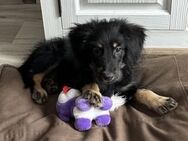 Hundebaby KOBI sucht Zuhause - Gefrees