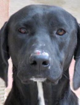 Zola 2 -verschmust, unterwürfig- - Oldenburg