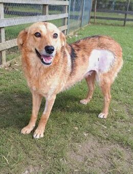 Sanfte Janna warte auf ihr Glück (E) - Ludwigshafen (Rhein)