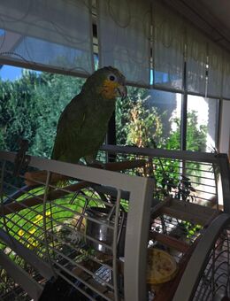 Venezuela Amazone - Achim