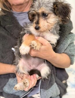 Kleine Lotti sucht liebevolles Zuhause - Seggebruch