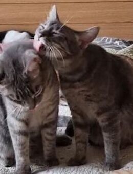 💞 Brüder Smiley und Brenciu 💞 - Eislingen (Fils)