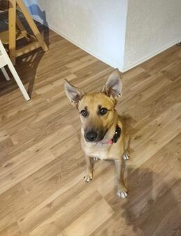 Pflegestelle für Hund Emmy gesucht - Unterföhring