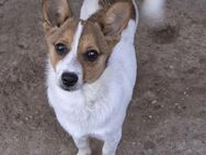 💜Oneil💜 6 Monate Chihuahua-Dackel Mix - Kassel