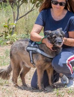 Luna sucht ein schoenes Zuhause - Brunstorf