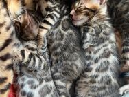 Bengal Kitten zu verkaufen - Hannover