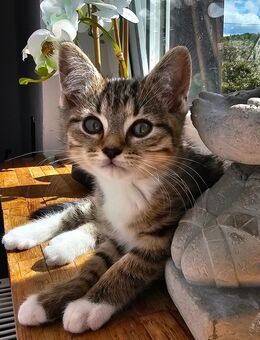Zauber Maus sucht ihr Zuhause ❤️ - Weißenthurm Zentrum