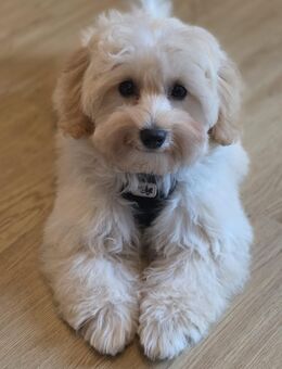 Süßer Maltipoo-Welpe (4 Monate, Rüde) sucht liebevolles Zuhause - Neumünster