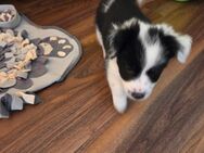 Border Collie-Malteser mix Welpe/Rüde - Stuttgart